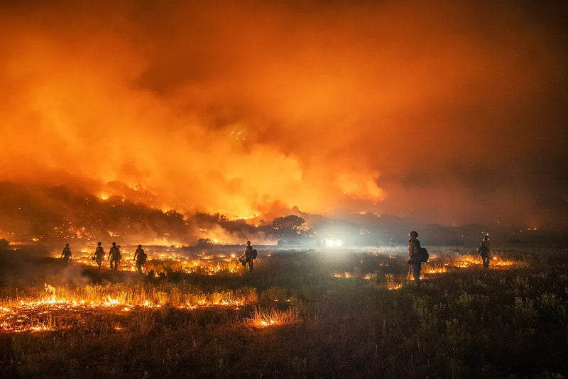 Devastation and Resilience: Understanding the Maui Fires