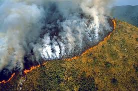 Here's What You Need To Know About The Amazon Rainforest Fire