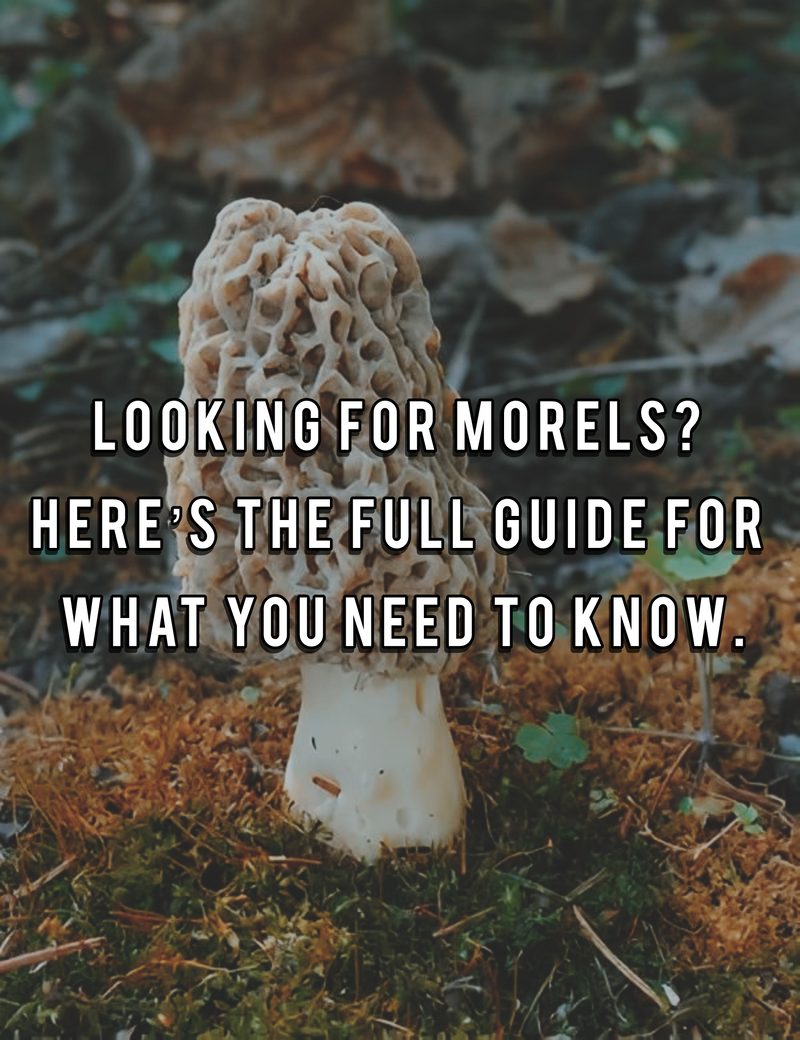 How to Find Morel Mushrooms